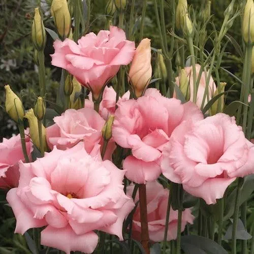 Lisianthus Mariachi Pink Seeds – Soft Blush to Deep Rose Blooms for Garden Planting