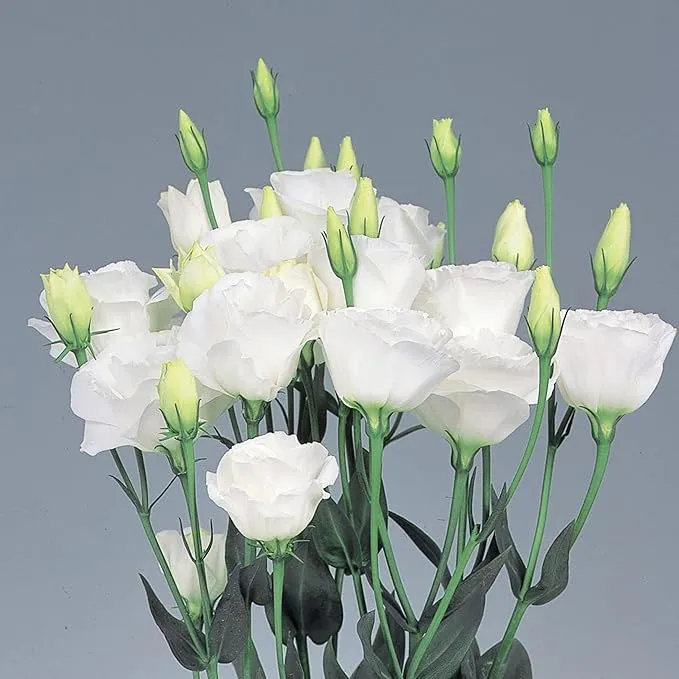 Lisianthus Echo White Seeds, Classic Pure White Blooms for Elegant Gardens & Bouquets