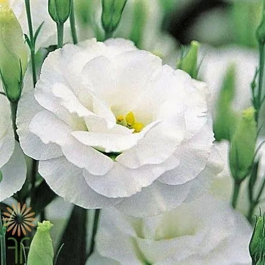 Lisianthus Echo White Seeds, Classic Pure White Blooms for Elegant Gardens & Bouquets