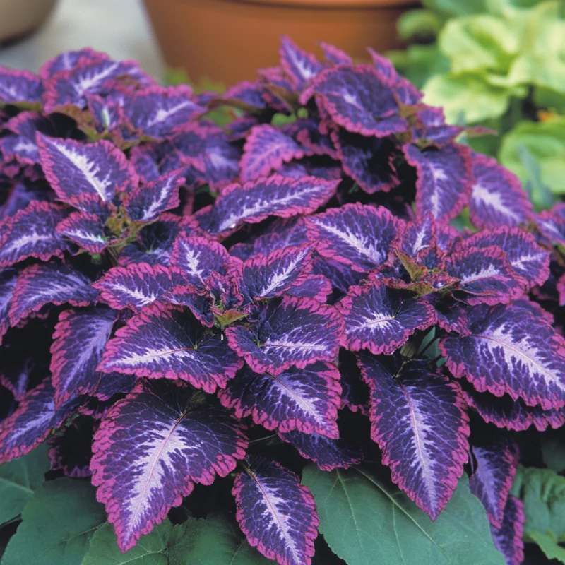 Coleus Heirloom Seeds – Purple Dark Violet, Lavender & Rich Purple Hues