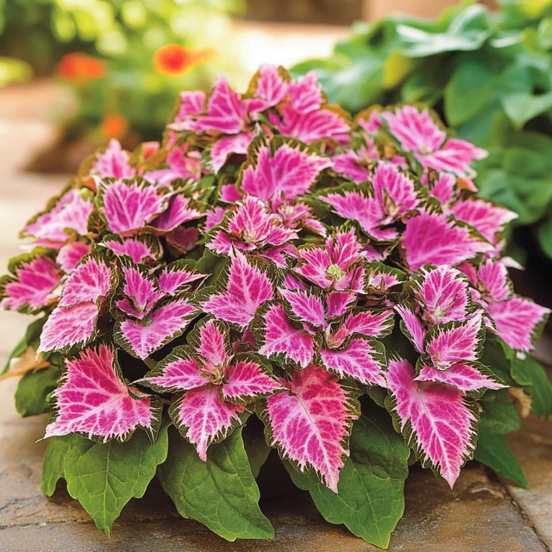 Coleus Heirloom Seeds – Pink, Soft Pastels to Vibrant Fuchsia & Magenta