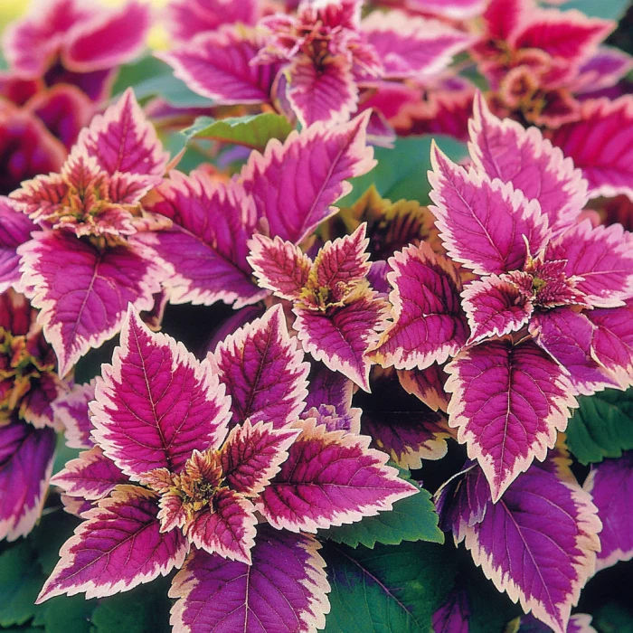 Coleus Heirloom Seeds – Pink, Soft Pastels to Vibrant Fuchsia & Magenta