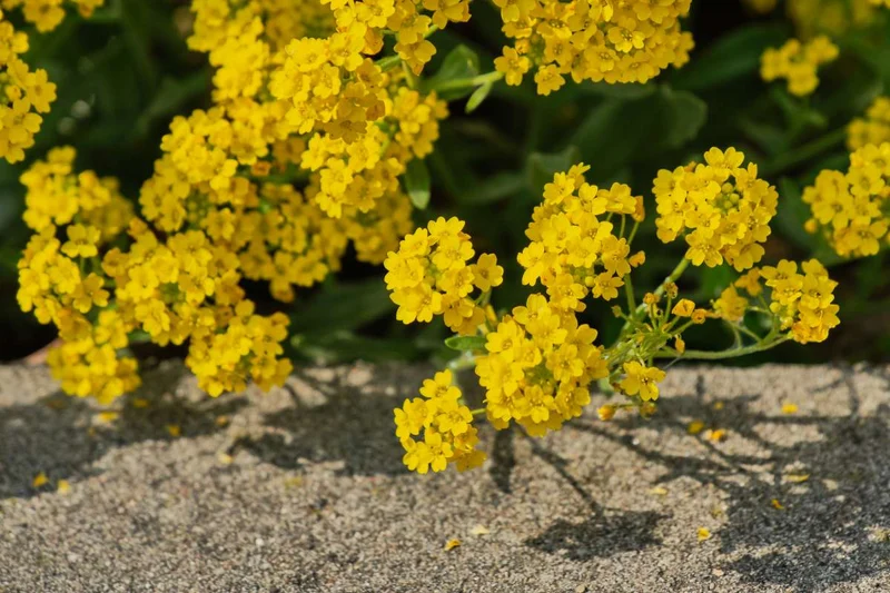 Muschelsamen (Alyssum montanum 'Berggold')
