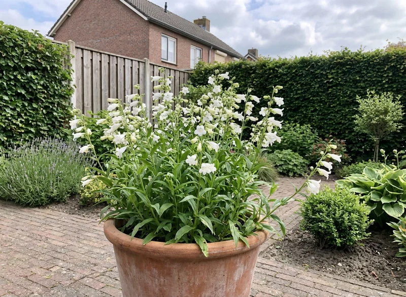 Schildkrötenblume (Penstemon 'White Bedder')