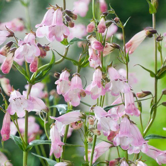Schildkrötenblume (Penstemon 'Apple Blossom')