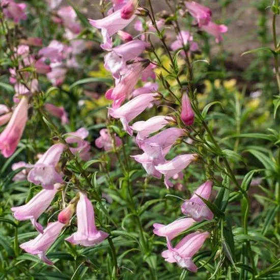 Schildkrötenblume (Penstemon 'Apple Blossom')
