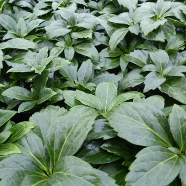 Schattenkraut (Pachysandra terminalis 'Green Carpet')