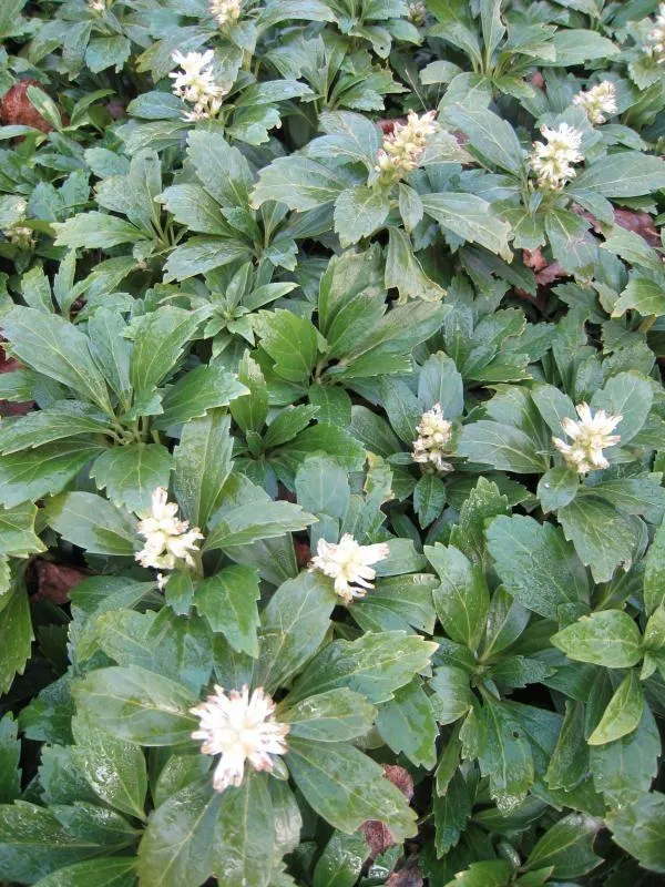 Schattenkraut (Pachysandra terminalis 'Green Carpet')