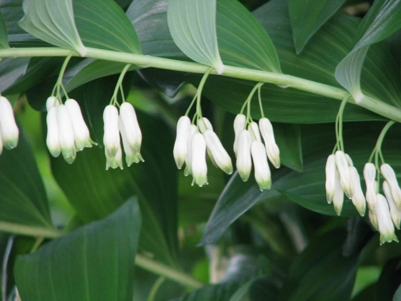 Salomonssiegel (Polygonatum multiflorum)