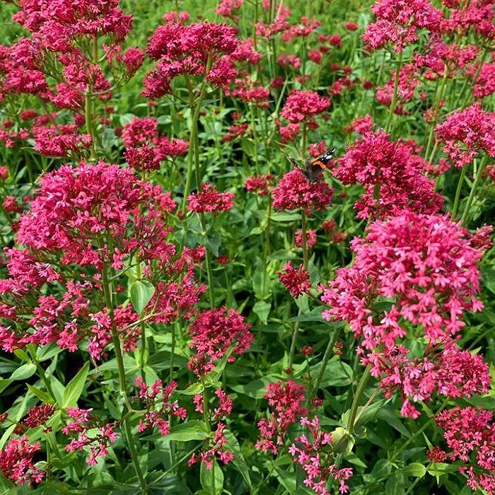 Roter Baldrian (Centranthus ruber 'Coccineus')