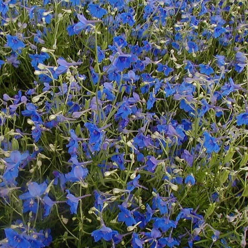 Rittersporn (Delphinium grand. 'Butterfly')
