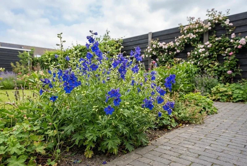 Rittersporn (Delphinium grand. 'Butterfly')
