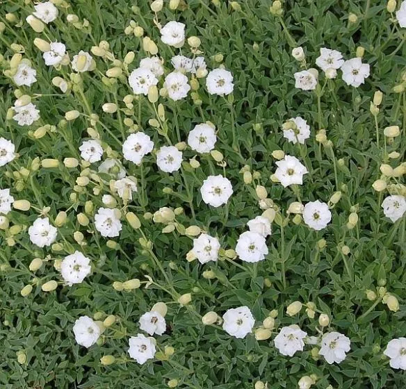 Leimkraut (Silene maritima 'Weisskehlchen')