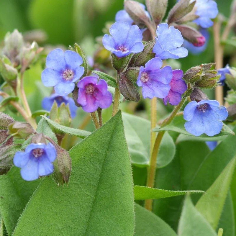 Lungenkraut (Pulmonaria angustifolia 'Azurea')