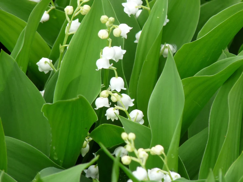 Maiglöckchen (Convallaria majalis)