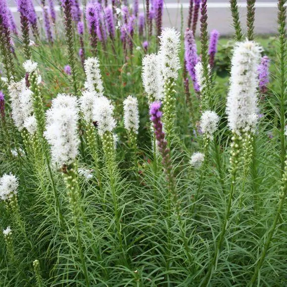 Lampenschimmer (Liatris spicata 'Floristan Weiss')