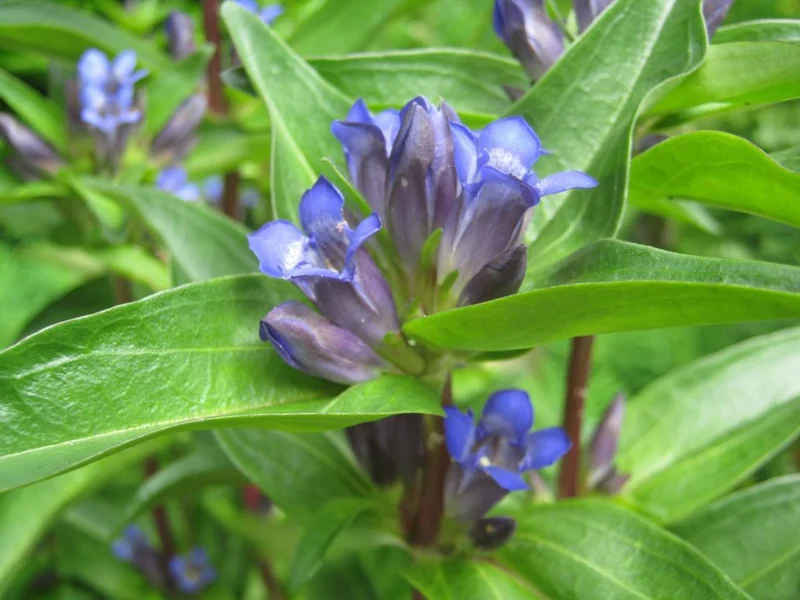 Kreuzblättriger Enzian (Gentiana cruciata)