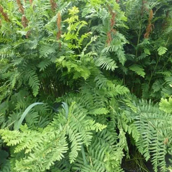 Königsfarn (Osmunda regalis)
