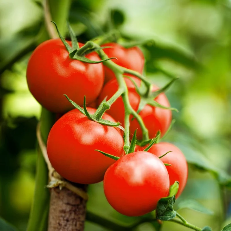 Moneymaker Tomato Seeds – High-Yield, Classic Heirloom Variety