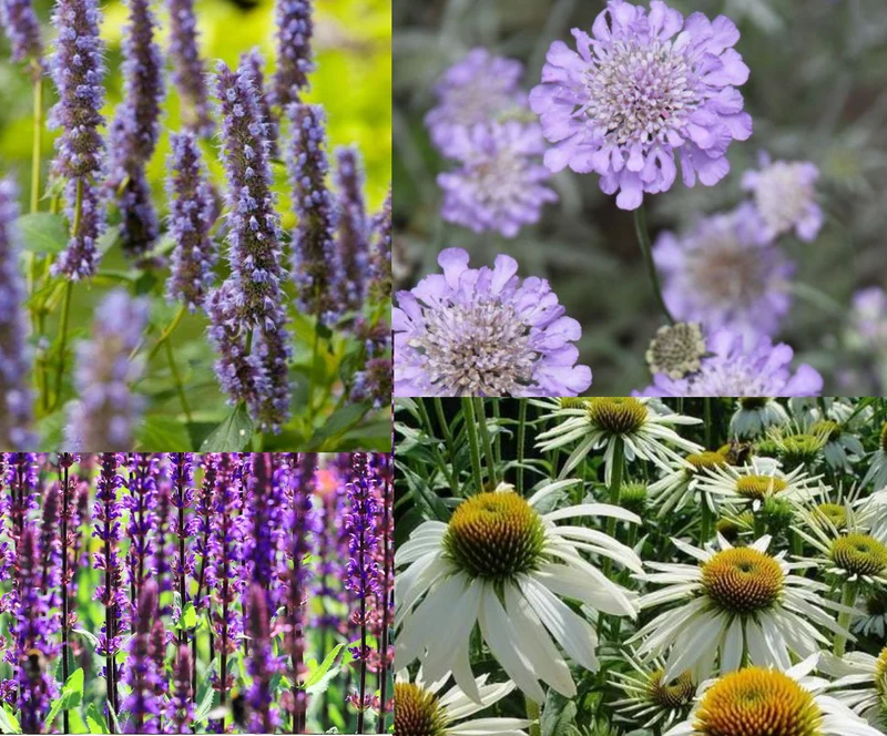 Randpaket für Schmetterlinge und Bienen (1,5 m2)