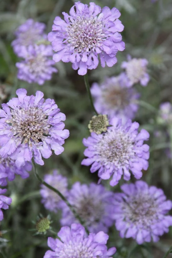 Randpaket für Schmetterlinge und Bienen (1,5 m2)