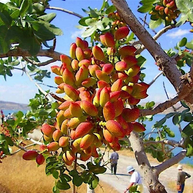 Chinese Pistachio Tree Seeds