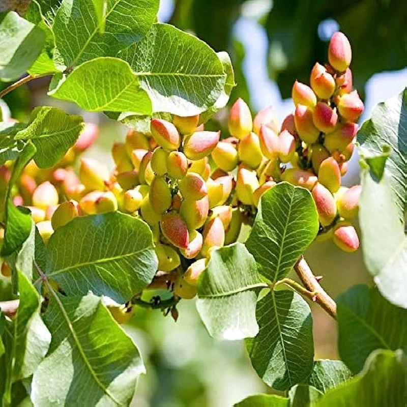 Chinese Pistachio Tree Seeds