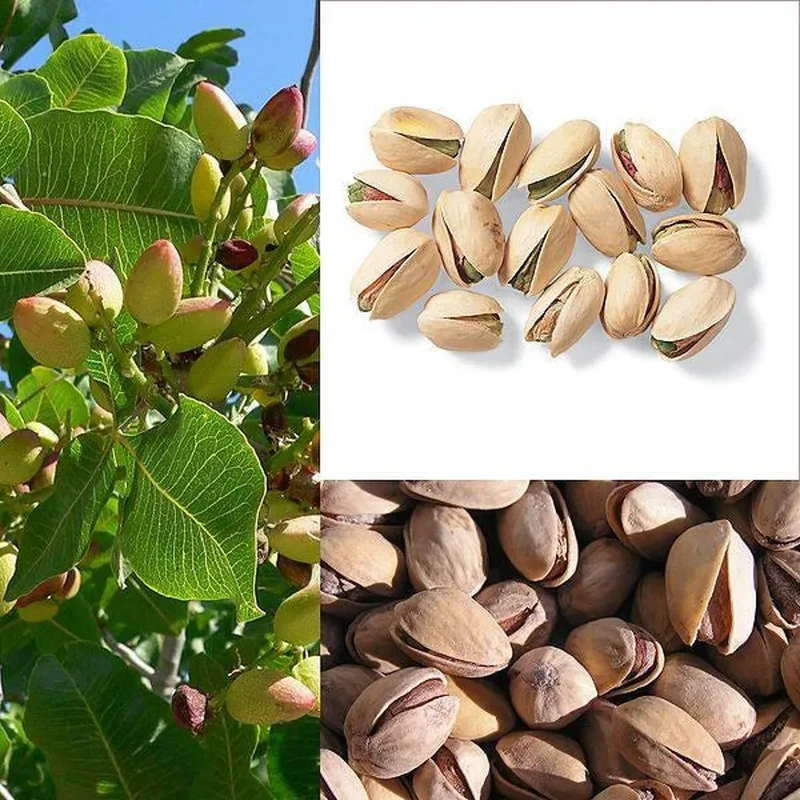 Chinese Pistachio Tree Seeds
