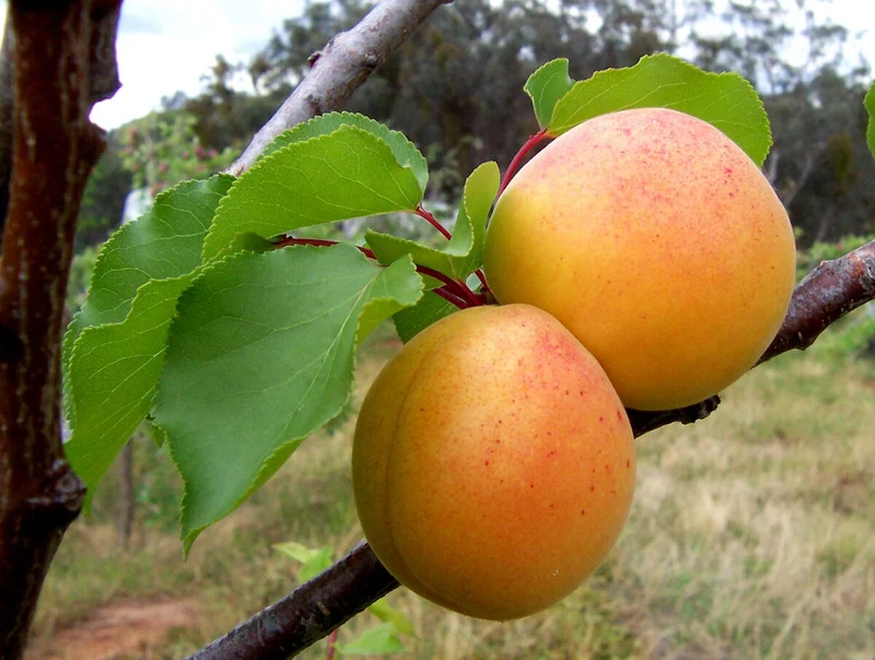 Common Apricot Tree Fruit Seeds