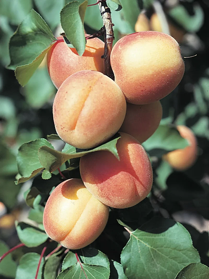 Common Apricot Tree Fruit Seeds