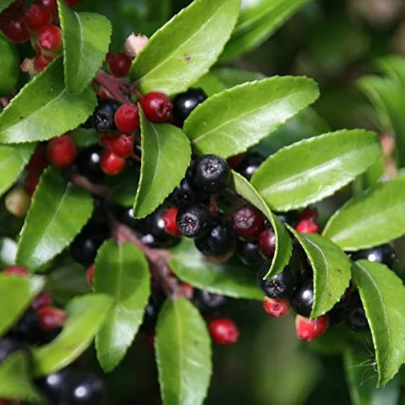 California Evergreen Huckleberry Fruit Seeds