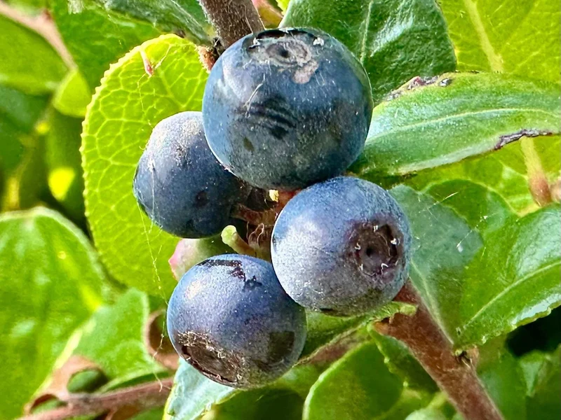 California Evergreen Huckleberry Fruit Seeds