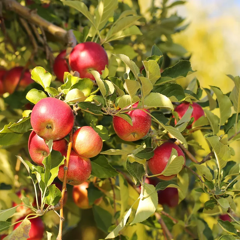 Jonagold Apple Seeds for Planting – Sweet & Tart Juicy Apple Trees