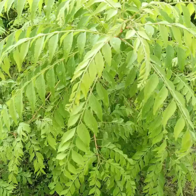 Veg Curry Leaf Seeds – Premium Quality Organic, Fast-Growing Aromatic Herb for Home Garden