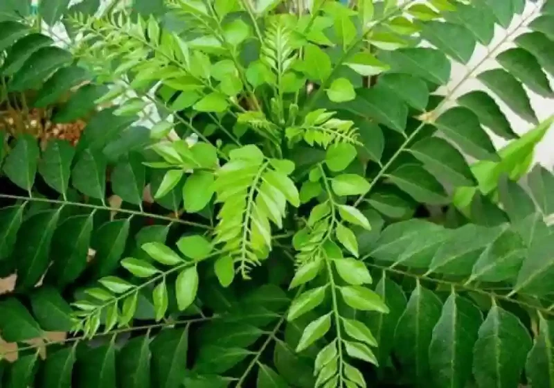 Veg Curry Leaf Seeds – Premium Quality Organic, Fast-Growing Aromatic Herb for Home Garden