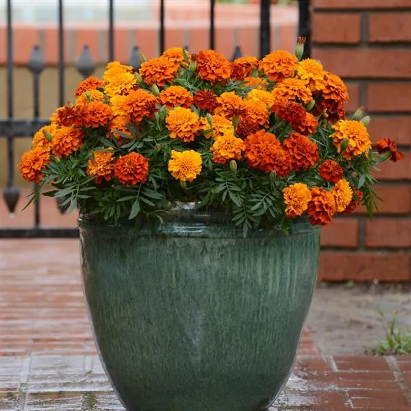 Bronze with Gold Highlights Marigold Seeds, Warm, Glowing Blooms for Gardens