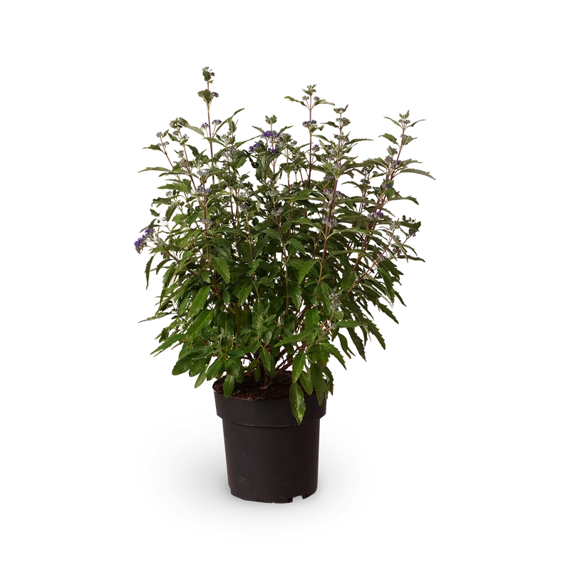 Bartblume 'Dark Knight'