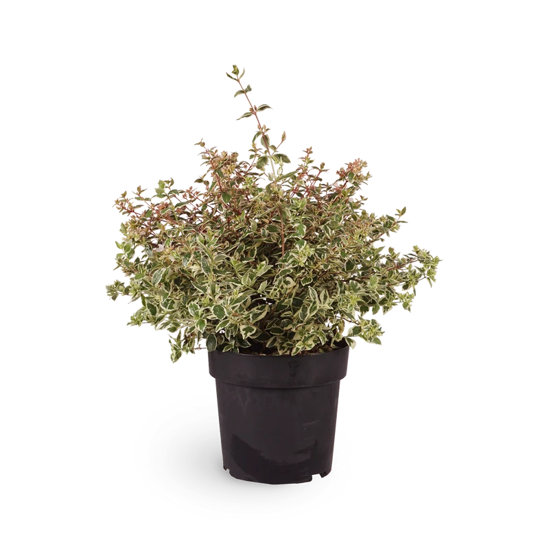 Abelia grandiflora 'Magic Daydream'®