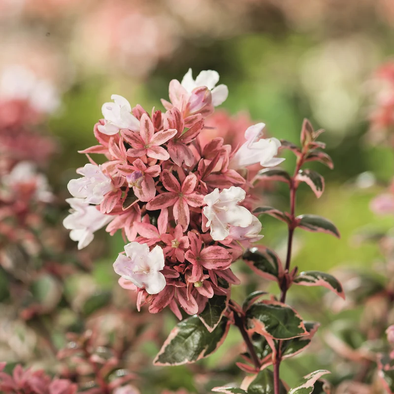 Abelia grandiflora 'Magic Daydream'®