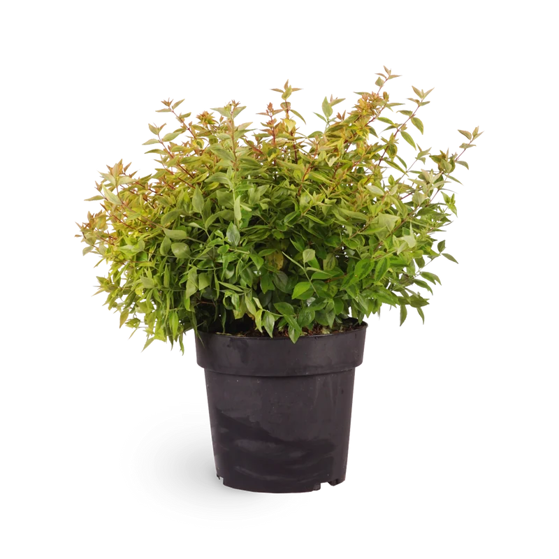 Abelia grandiflora 'Kaleidoscope'®