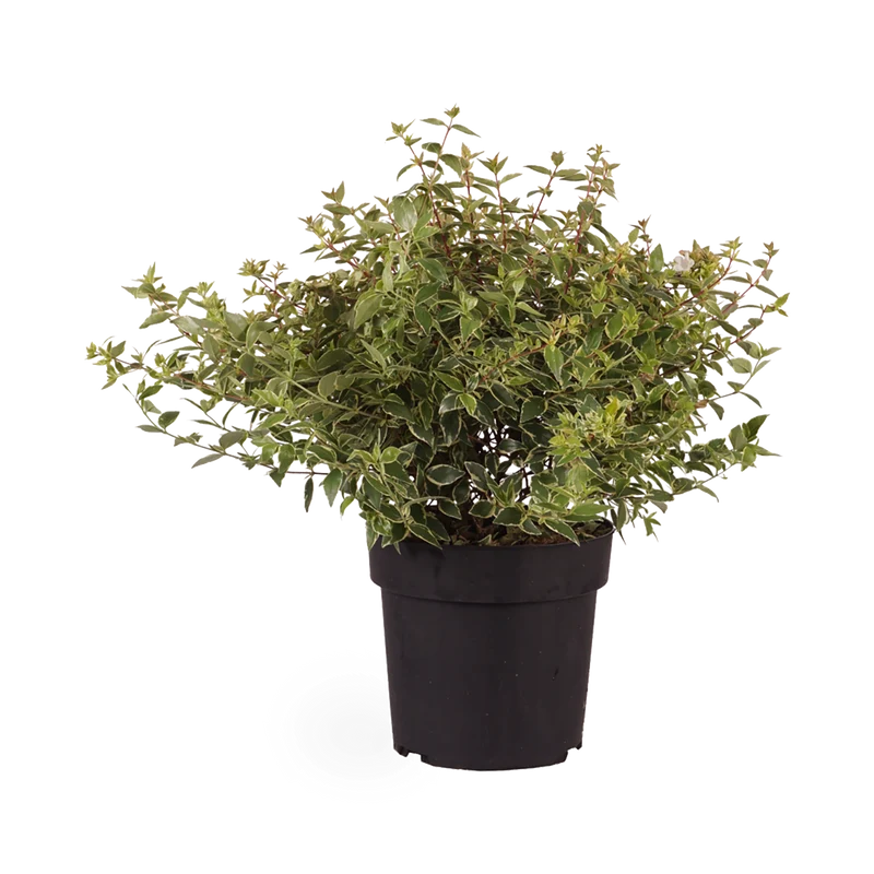 Abelia grandiflora 'Jelly Beans'®