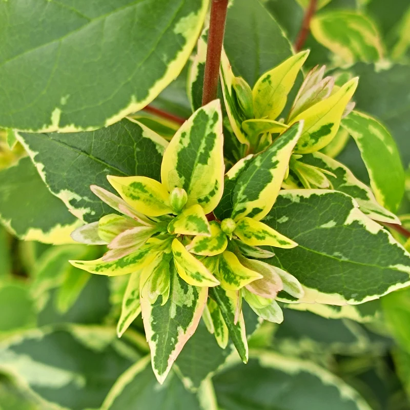Abelia grandiflora 'Jelly Beans'®