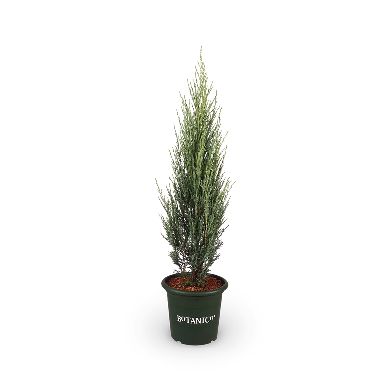 Blauer Zypressen-Wacholder 'Blue Arrow'