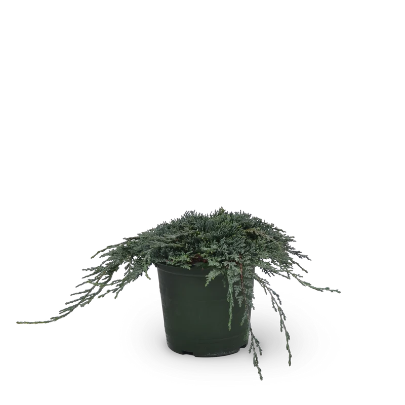 Teppichwacholder 'Icee Blue'