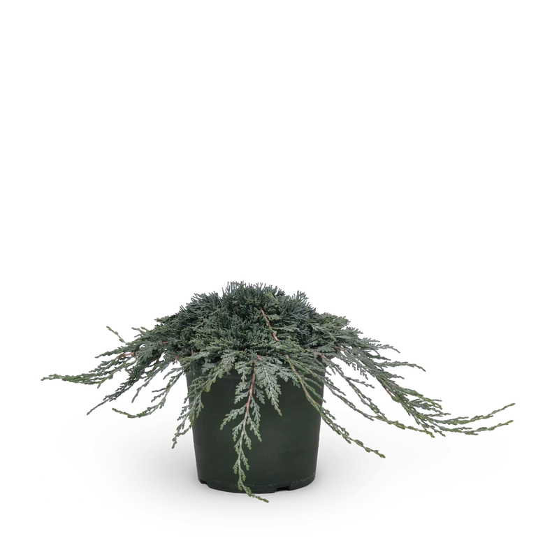 Teppichwacholder 'Icee Blue'