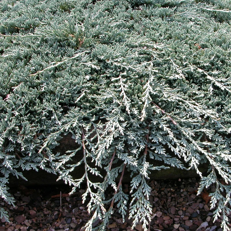 Teppichwacholder 'Icee Blue'
