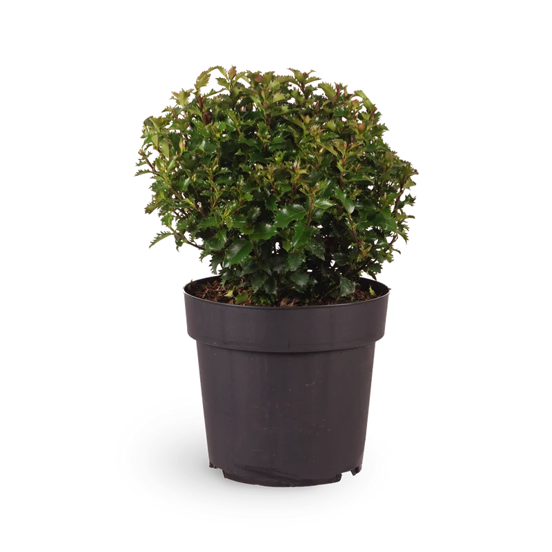 Stechpalme 'Little Rascal'®