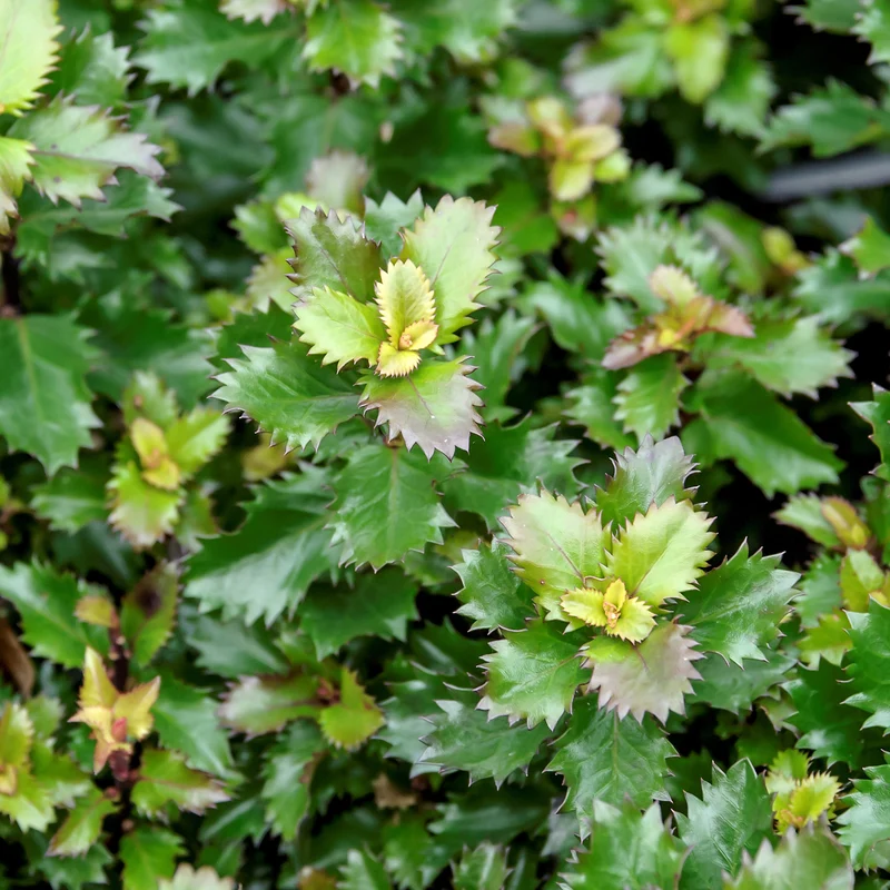 Stechpalme 'Little Rascal'®