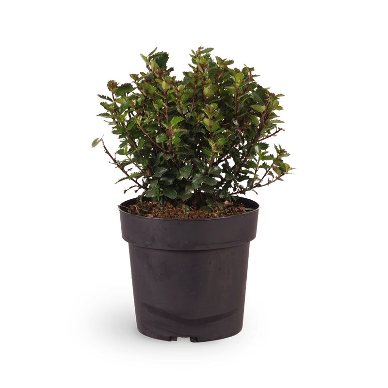 Stechpalme 'Little Pirate'®