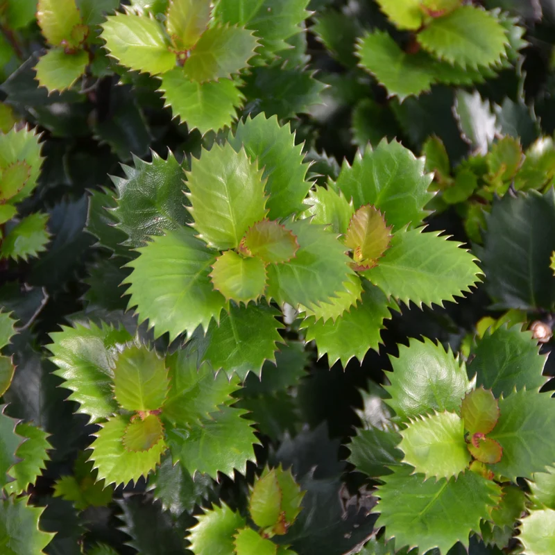 Stechpalme 'Little Pirate'®